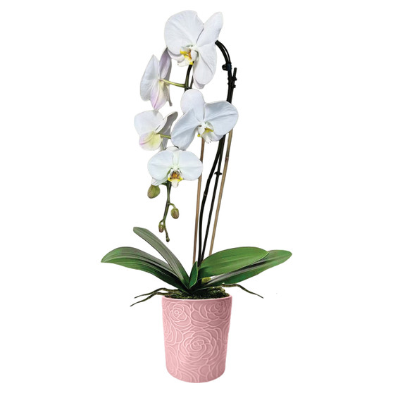 Orchid Potted Houseplant