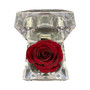 Natural Rose in Clear Acrylic Box - Assorted Colors