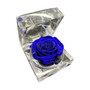 Natural Rose in Clear Acrylic Box - Assorted Colors