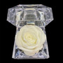 Natural Rose in Clear Acrylic Box - Assorted Colors