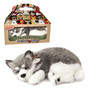 Perfect PetZZZ - Alaskan Husky