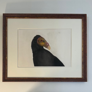 Yellow Headed Vulture Painting by Rafael Soares