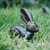 Liebre Bunny