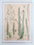 S. Pflanzenreichs Grass Lithograph with Original Handwriting.  Elymus Arenarius.