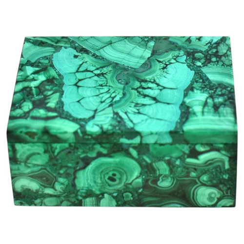 Malachite Box Butterfly