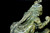 Serpentine Baby Krishna