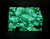 Malachite Box Butterfly