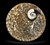 Pair Ammonite Plates 4.5" Brown
