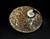 Pair Ammonite Plates 4.5" Brown