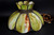Antique American Avocado Glass Ceiling Lamp Shade