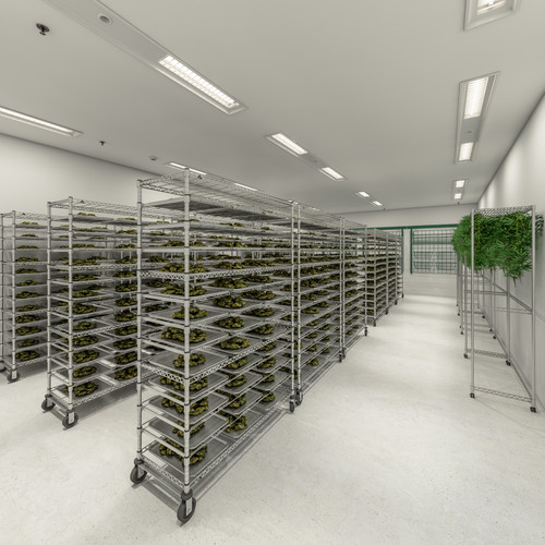 Hang Drying Cannabis vs. Tray Drying Cannabis Hang Drying Cannabis vs. Tray Drying Cannabis