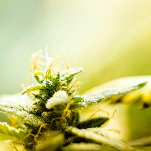 CBD vs. THC: Properties, Benefits and Side Effects CBD vs. THC: Properties, Benefits and Side Effects
