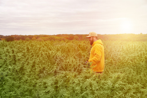 Cannabis vs. Hemp: The Differences Cannabis vs. Hemp: The Differences