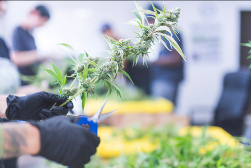 How to Find Great Trimmers for your Cannabis Operation How to Find Great Trimmers for your Cannabis Operation