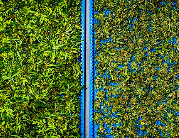 Cannabis-drying-shelves-3