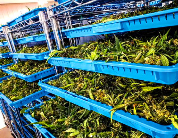 Cannabis-drying-shelves-2