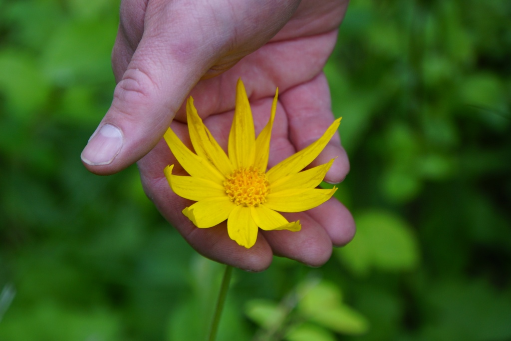 The Magic that is Arnica! Kettle Care® Botanicals