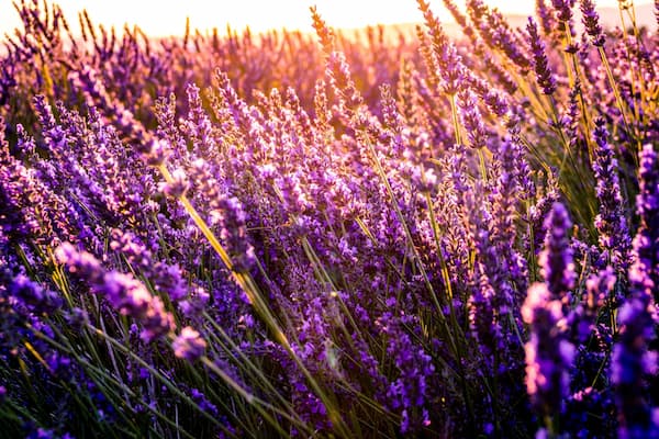 Meet the Ingredients: English Lavender - Kettle Care® Botanicals