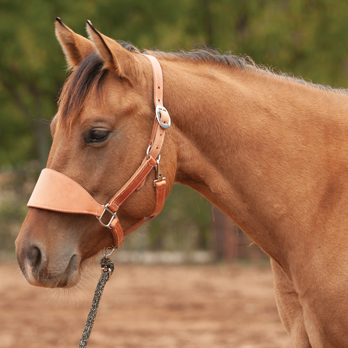 Cashel Flat Braid Bronc Halter