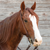 Weathered Antique Ranahan Headstall 