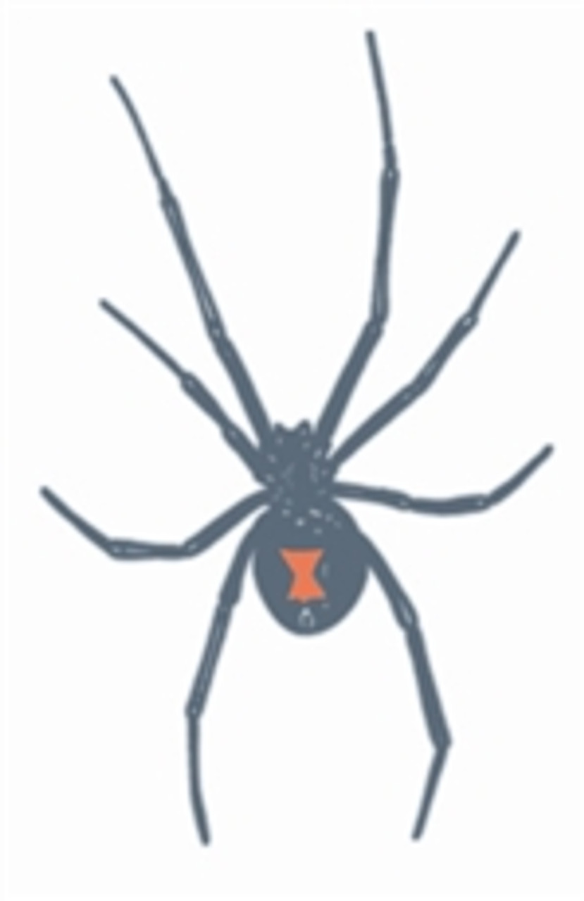 Black widow spider tattoo  Black widow spider tattoo Tattoos Black widow  spider