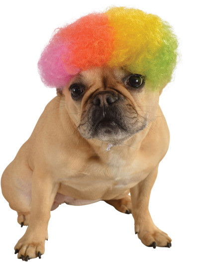 dog rainbow costume