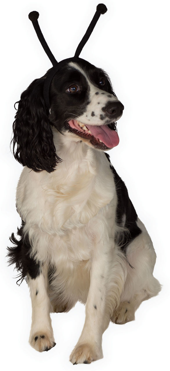 Halloween Pet Bug Antennas