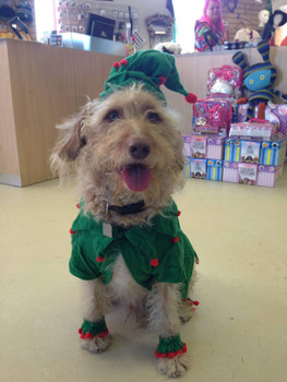Duncan as a Christmas Elf #Duncandiary
