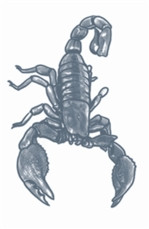 Scorpion Prision Temporary Tattoo