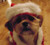 Chewie looking adorable in the Pet Santa Suit Costume