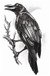 Goth Raven Tatoo Temporary Tattoos