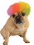 Rainbow Afro Pet Costume