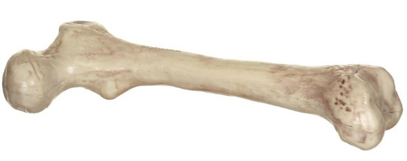 "Skeleton Bone 9"" | Decor | Novelty and Decor"