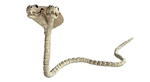 Snake Skeleton | Decor | Novelty and Decor