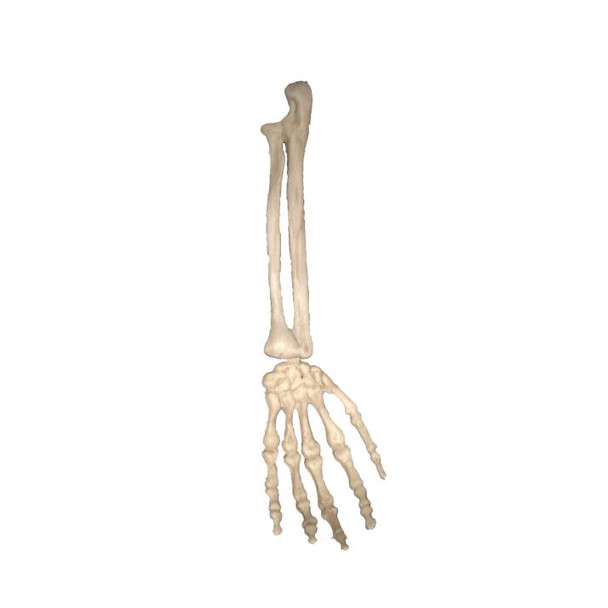 Skeleton Arm | Halloween | Decor