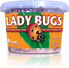 Orcon Lady Bugs (Delivered To Your Door)