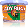 Orcon Lady Bugs (Delivered To Your Door)