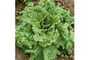 Page's Organic Seeds - Lettuce (Black Seeded Simpson)