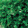 Page's Organic Seeds - Parsley (Italian Flat Leaf)
