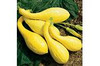 Page's Organic Seeds - Squash (Yellow Crookneck)
