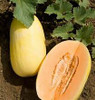 Page's Organic Seeds - Cantaloupe (Crenshaw Melon)
