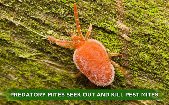 Orcon Predatory Mites (Delivered To Your Door)