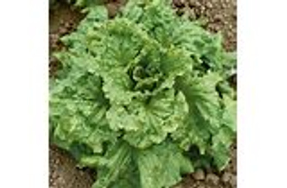 Page's Organic Seeds - Lettuce (Black Seeded Simpson) Page's Organic Seeds - Lettuce (Black Seeded Simpson)