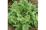 Page's Organic Seeds - Lettuce (Black Seeded Simpson)