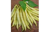 Page's Organic Seeds - Bush Bean (Golden Wax)