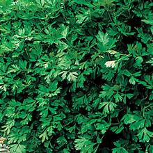 Page's Organic Seeds - Parsley (Italian Flat Leaf)