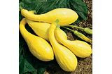 Page's Organic Seeds - Squash (Yellow Crookneck)