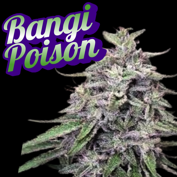 Bangi poison Clone Rock And Swivel Cut