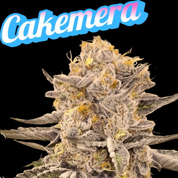 Cakemera Clone Beleaf  Cut