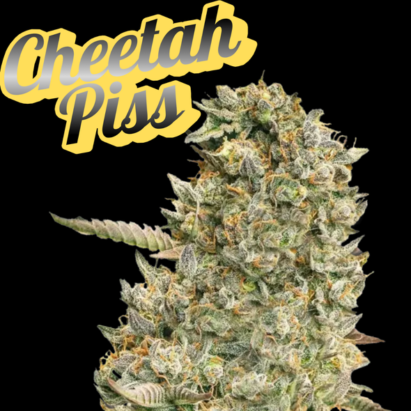 Cheetah Piss Clone Cookies Cut